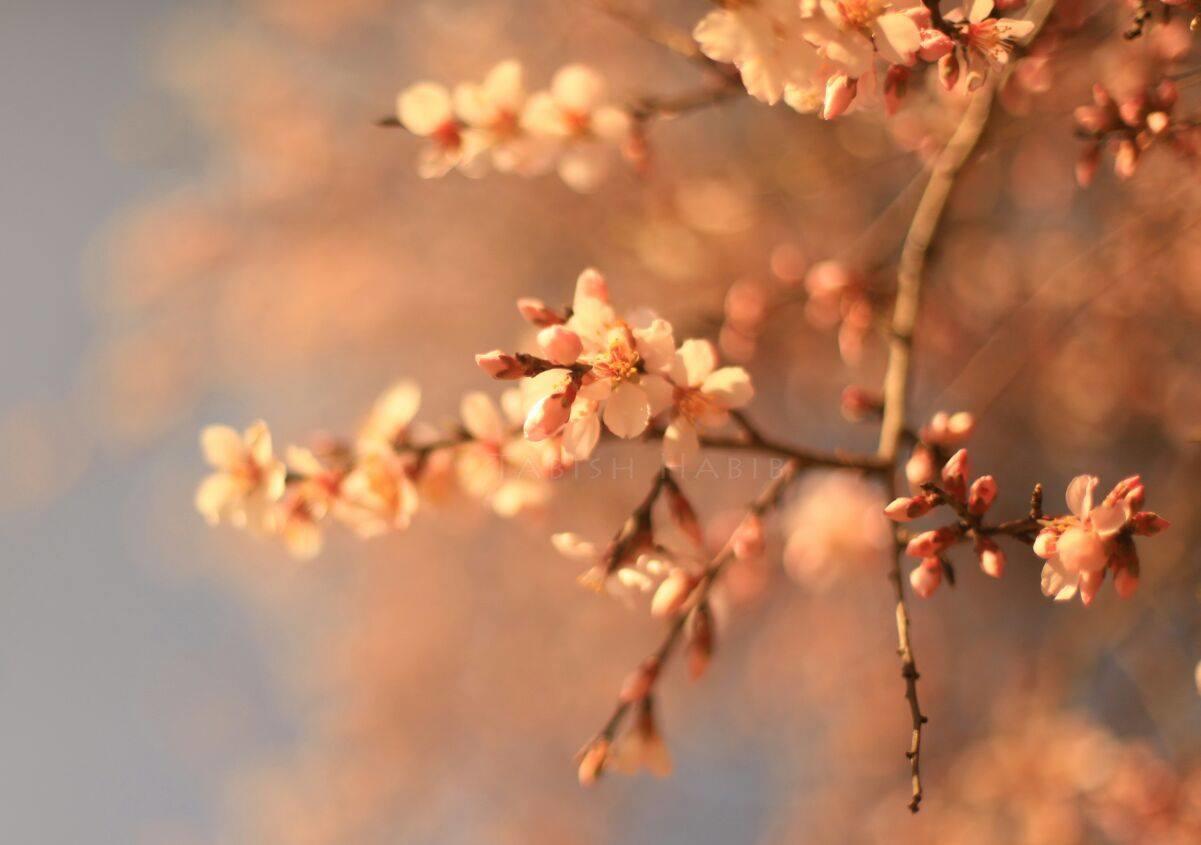 Dove Cottage ศรีนาการ์ ภายนอก รูปภาพ